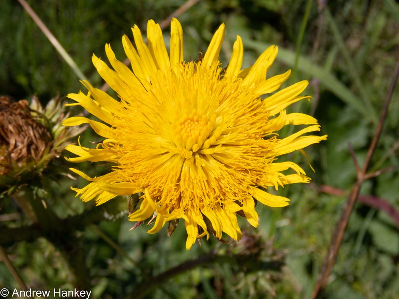 Berkheya radula, photographed by Andrew Hankey