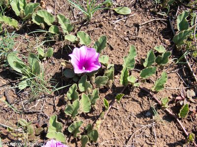 Ipomoea crassipes, photographed by Andrew Hankey