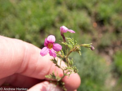 Jamesbrittenia aurantiaca, photographed by Andrew Hankey