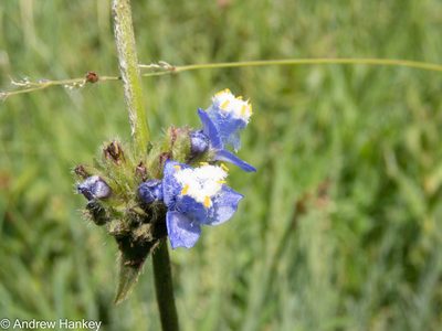 Cyanotis speciosa, photographed by Andrew Hankey
