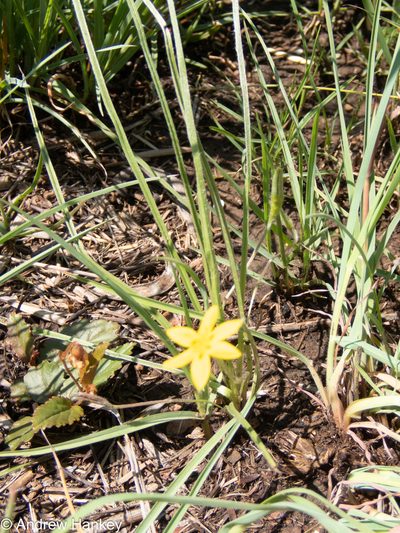 Hypoxis argentea, photographed by Andrew Hankey