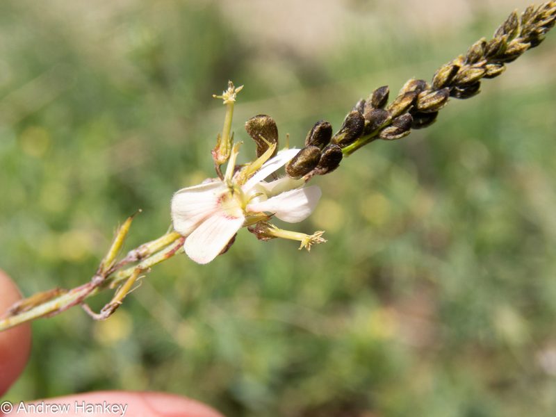 Indigofera punctata, photographed by Andrew Hankey