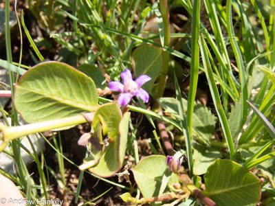 Raphionacme hirsuta, photographed by Andrew Hankey