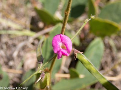 Tephrosia capensis, photographed by Andrew Hankey