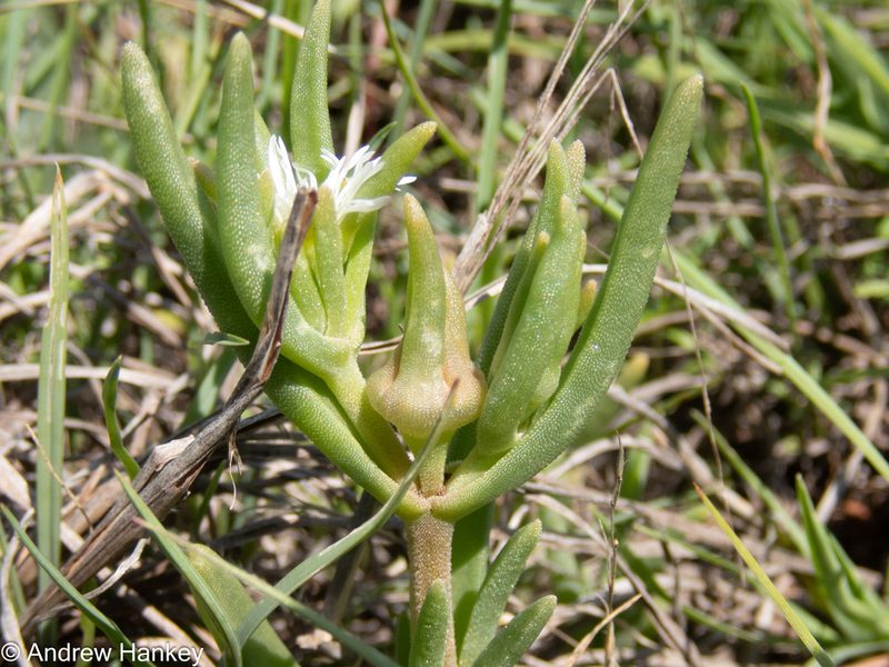Delosperma herbeum, photographed by Andrew Hankey