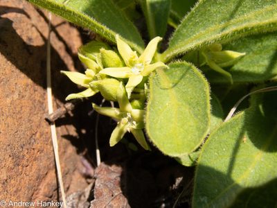 Pygmaeothamnus zeyheri, photographed by Andrew Hankey