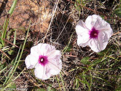 Ipomoea bathycolpos, photographed by Andrew Hankey