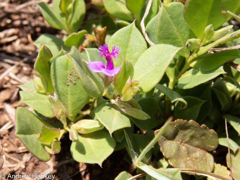 Polygala transvaalensis, photographed by Andrew Hankey