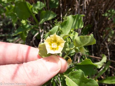 Physalis viscosa, photographed by Andrew Hankey