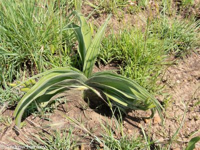 Hypoxis hemerocallidea, photographed by Andrew Hankey