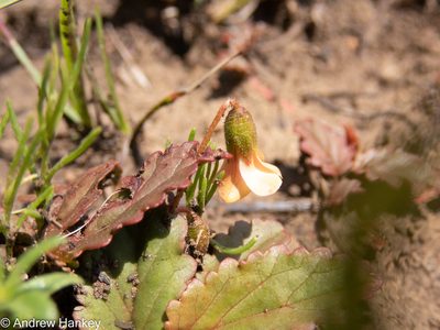 Hermannia depressa, photographed by Andrew Hankey