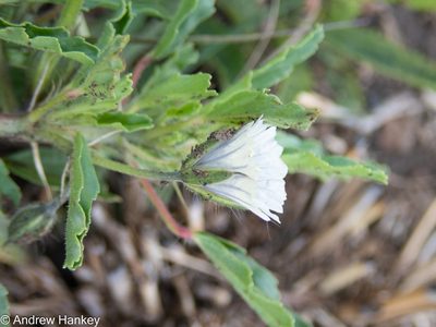 Monsonia angustifolia, photographed by Andrew Hankey