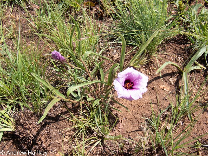 Hibiscus malacospermus, photographed by Andrew Hankey