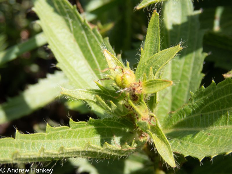 Acalypha angustata, photographed by Andrew Hankey
