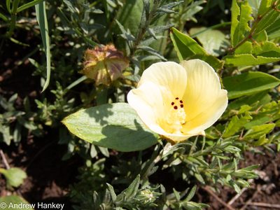 Hibiscus aethiopicus, photographed by Andrew Hankey
