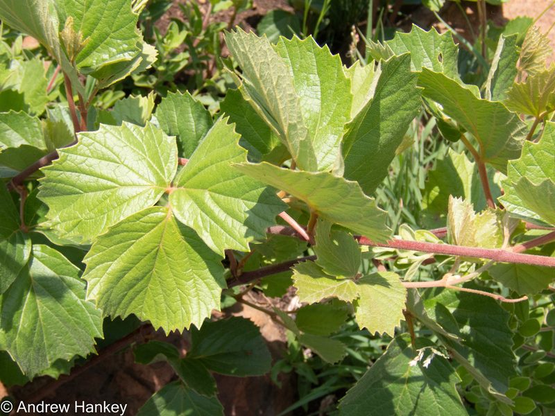 Rhoicissus tridentata, photographed by Andrew Hankey