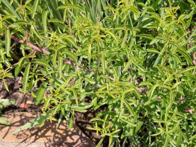 Searsia rigida, photographed by Andrew Hankey