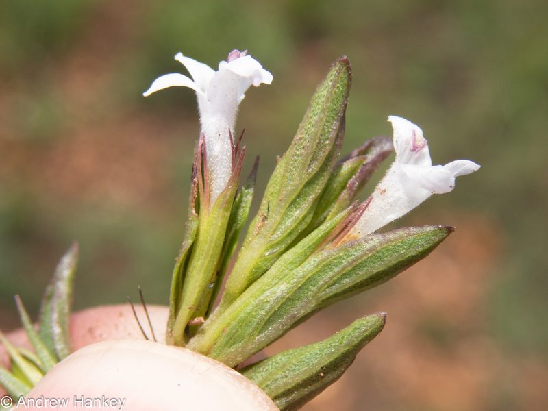 Dyschoriste costata, photographed by Andrew Hankey