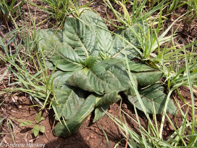 Crabbea acaulis, photographed by Andrew Hankey