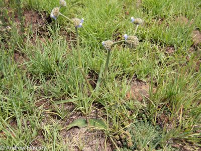 Cyanotis speciosa, photographed by Andrew Hankey