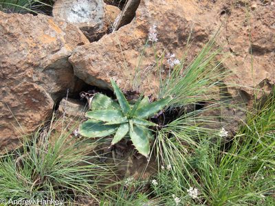 Aloe davyana, photographed by Andrew Hankey