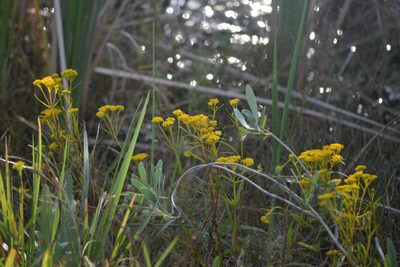 Flaveria linearis, photographed by Neli Kanonerova