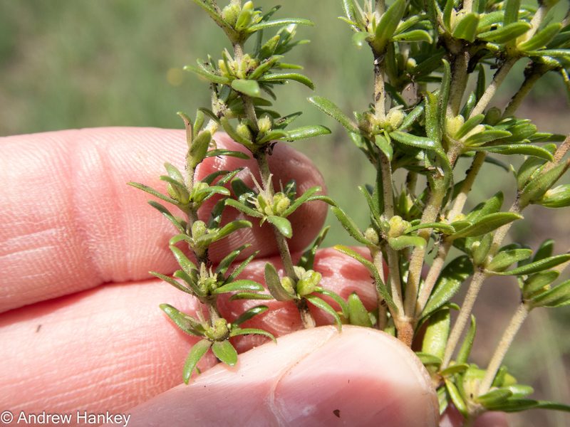Anthospermum hispidulum, photographed by Andrew Hankey