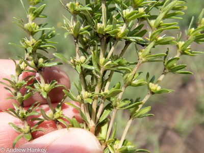 Anthospermum hispidulum, photographed by Andrew Hankey