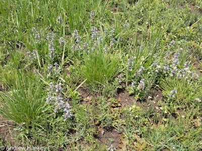 Ajuga ophrydis, photographed by Andrew Hankey
