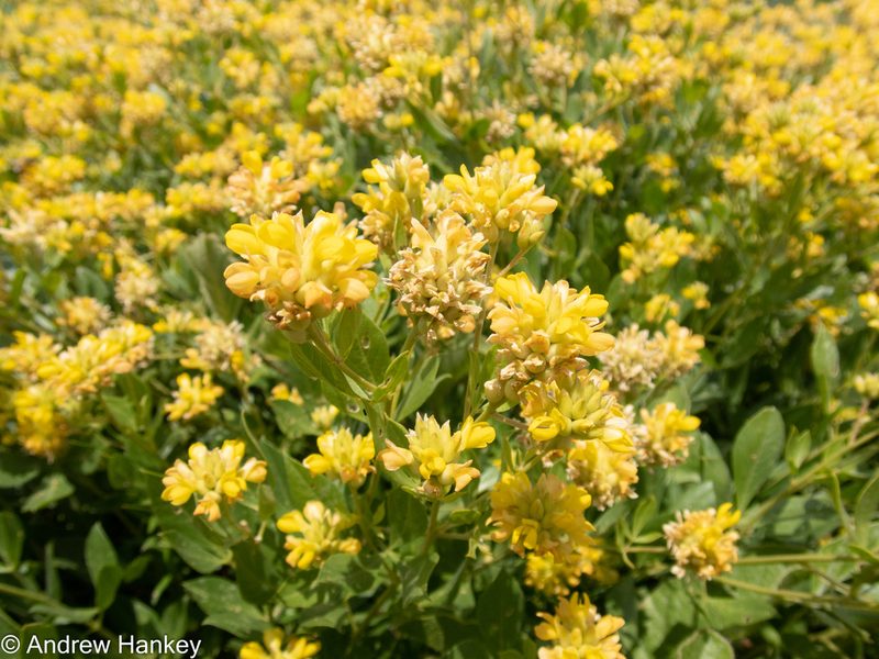 Pearsonia cajanifolia, photographed by Andrew Hankey