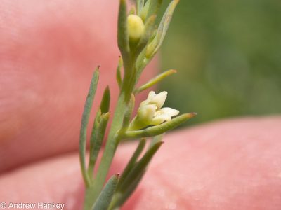 Thesium rasum, photographed by Andrew Hankey