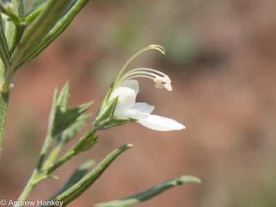 Teucrium trifidum, photographed by Andrew Hankey