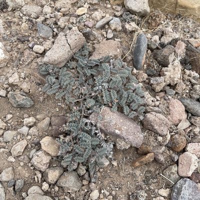 Dalea mollissima, photographed by zancat