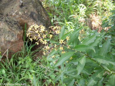 Cestrum parqui, photographed by Andrew Hankey