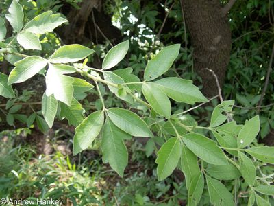 Searsia pyroides, photographed by Andrew Hankey