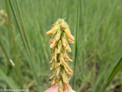 Eriosema salignum, photographed by Andrew Hankey
