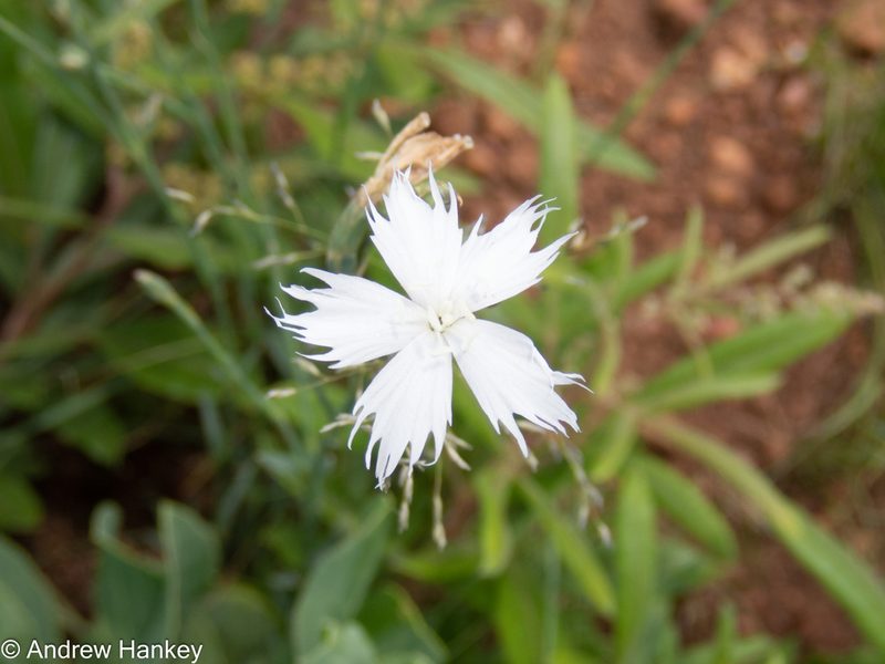 Dianthus mooiensis, photographed by Andrew Hankey