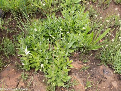 Macledium zeyheri, photographed by Andrew Hankey