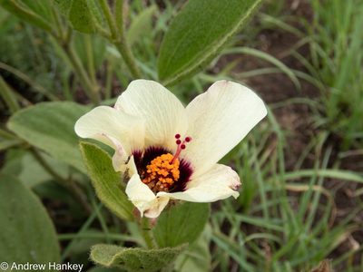 Hibiscus aethiopicus, photographed by Andrew Hankey
