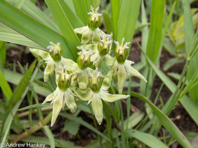 Asclepias gibba, photographed by Andrew Hankey
