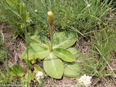 Gerbera piloselloides, photographed by Andrew Hankey