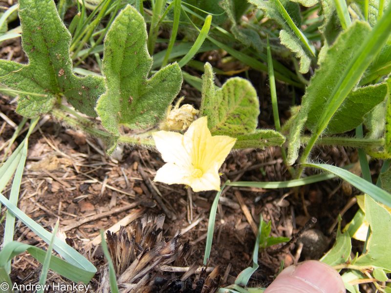 Cucumis hirsutus, photographed by Andrew Hankey