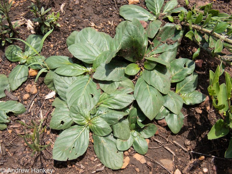 Crabbea acaulis, photographed by Andrew Hankey
