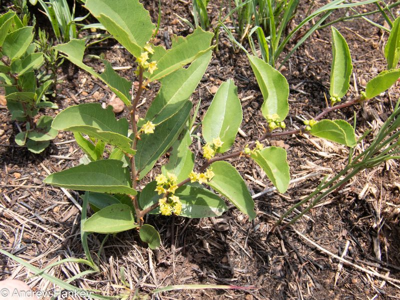 Ziziphus zeyheriana, photographed by Andrew Hankey
