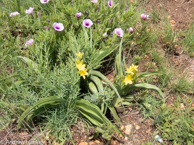 Hypoxis hemerocallidea, photographed by Andrew Hankey