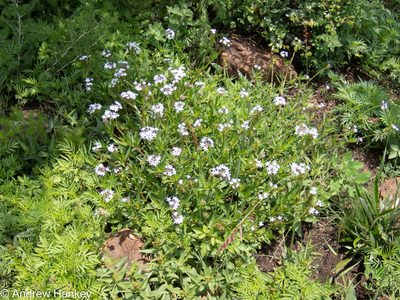 Pentanisia angustifolia, photographed by Andrew Hankey