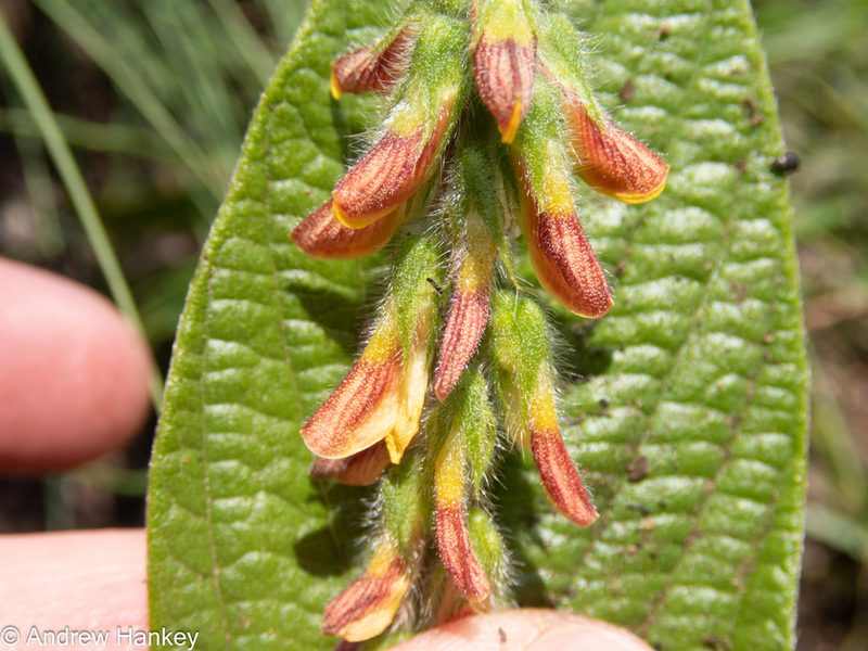 Eriosema burkei, photographed by Andrew Hankey