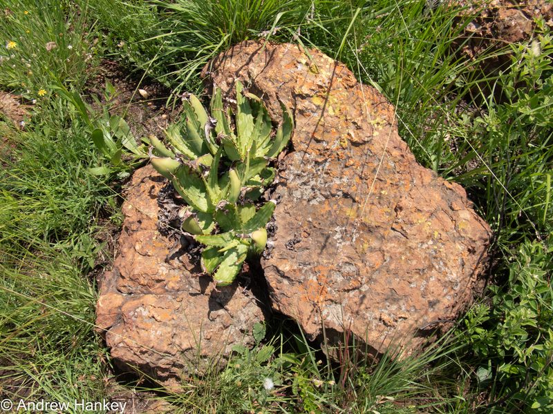 Aloe davyana, photographed by Andrew Hankey