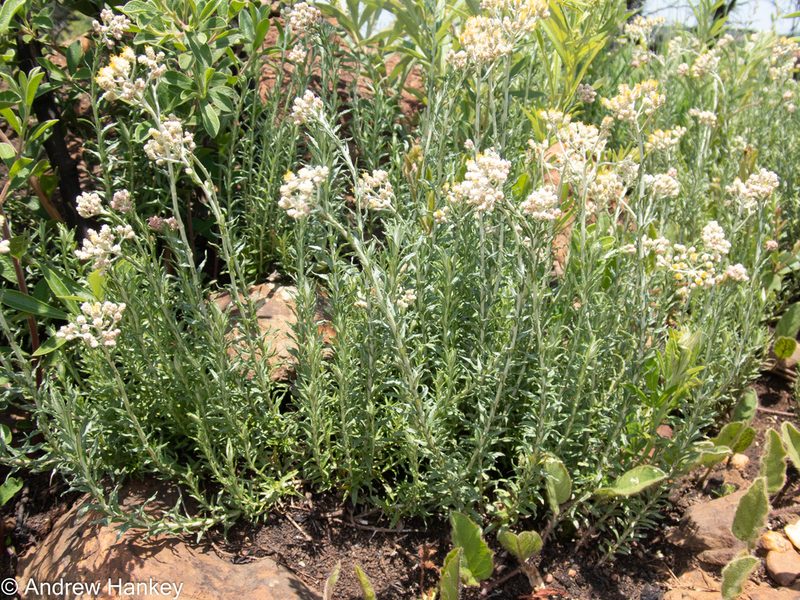 Helichrysum rugulosum, photographed by Andrew Hankey