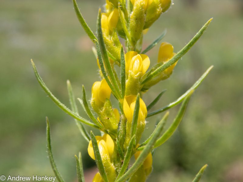 Melolobium wilmsii, photographed by Andrew Hankey